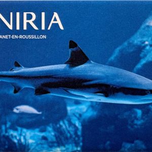 magnet requin à pointes noires